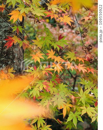 2023香川用水記念公園の紅葉【香川県三豊市】7 2023香川用水記念公園の紅葉【香川県三豊市】7 109550922