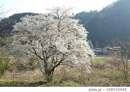 由良川沿いの桜 由良川沿いの桜 109550948