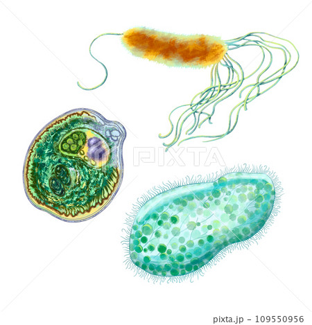 Unicellular protozoa. Set of illustration of a single cell bacterium. For printing textbooks, encyclopedias, brochures and posters on biology and medicine. For printing on objects and website design. 109550956