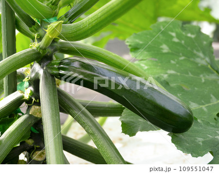 ズッキーニの栽培 ズッキーニの栽培 109551047