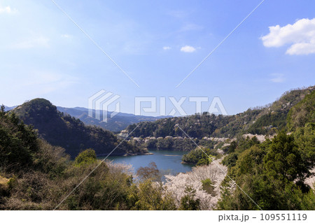 ダム湖に咲く桜 109551119
