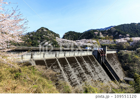 ダム湖に咲く桜 109551120