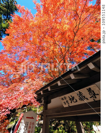 白峯寺の紅葉2023【香川県坂出市】16 白峯寺の紅葉2023【香川県坂出市】16 109551148