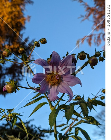 メキシコ原産のキク科多年草皇帝ダリア メキシコ原産のキク科多年草皇帝ダリア 109551181