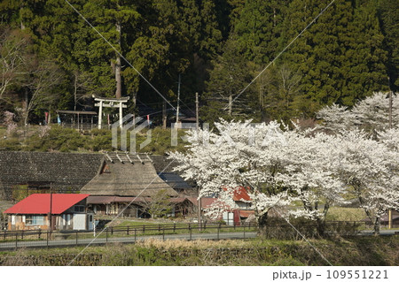 由良川沿いの桜並木 由良川沿いの桜並木 109551221