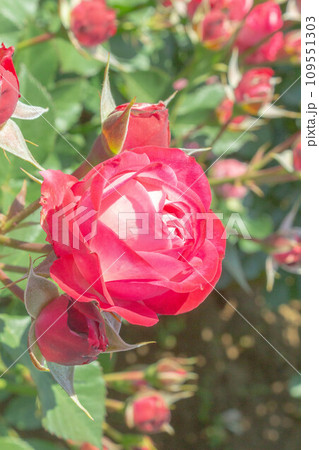 バラ【品種:デュエットバルコニア】 バラ【品種:デュエットバルコニア】 109551303