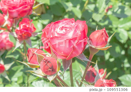 バラ【品種:デュエットバルコニア】 バラ【品種:デュエットバルコニア】 109551306