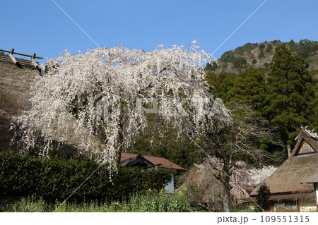 美山茅葺の里の枝垂れ桜 美山茅葺の里の枝垂れ桜 109551315