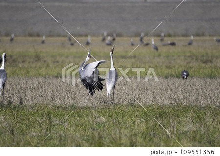 マナヅルの鳴き交し マナヅルの鳴き交し 109551356