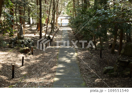 木漏れ日の常照皇寺参道 109551540