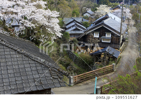 伊勢本海道の桜 109551627