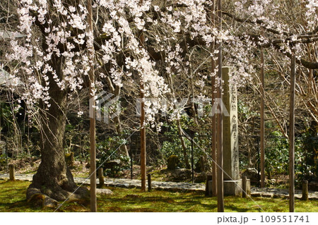 常照皇寺の枝垂れ桜 109551741