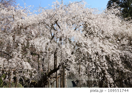 常照皇寺の枝垂れ桜 109551744