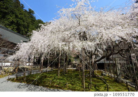 常照皇寺の枝垂れ桜 109551770