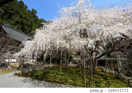 常照皇寺の枝垂れ桜 109551771