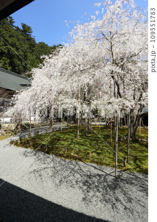 常照皇寺の枝垂れ桜 109551783