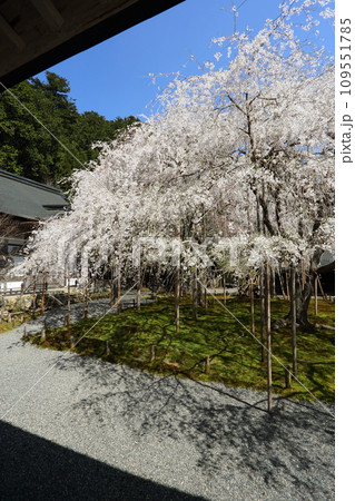 常照皇寺の枝垂れ桜 109551785