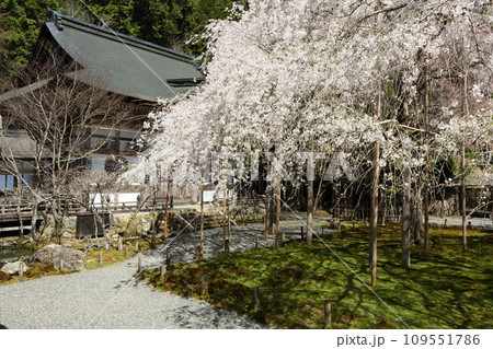 常照皇寺の枝垂れ桜 常照皇寺の枝垂れ桜 109551786