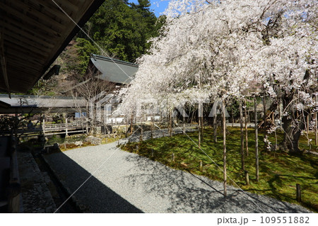 常照皇寺の枝垂れ桜 常照皇寺の枝垂れ桜 109551882