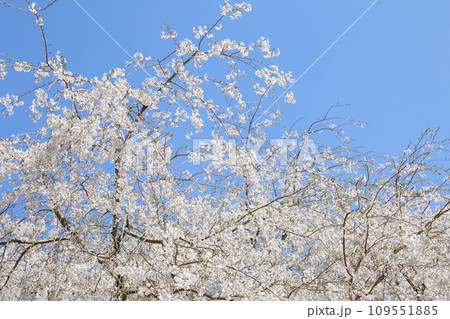常照皇寺の枝垂れ桜 109551885