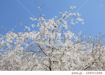 常照皇寺の枝垂れ桜 109551886