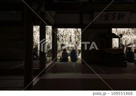 常照皇寺の枝垂れ桜 109551908