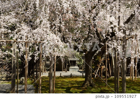 常照皇寺の枝垂れ桜 109551927