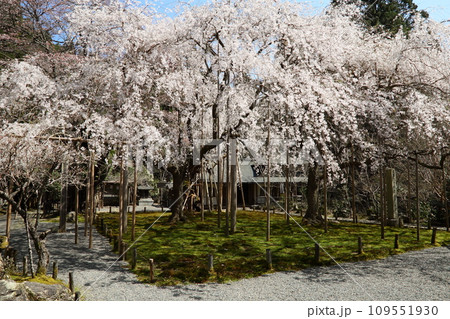 常照皇寺の枝垂れ桜 109551930