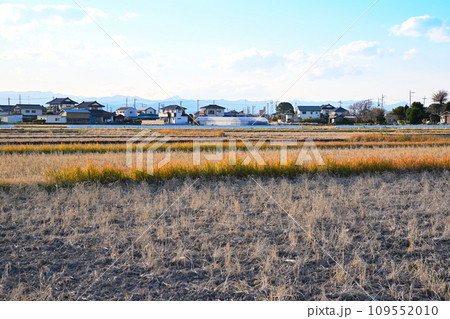 初冬の田園風景　伊佐沼湖畔　川越市　 109552010
