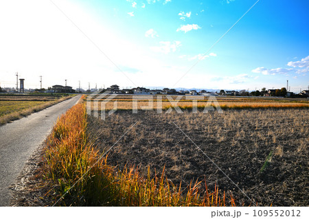 初冬の田園風景　伊佐沼湖畔　川越市　 109552012