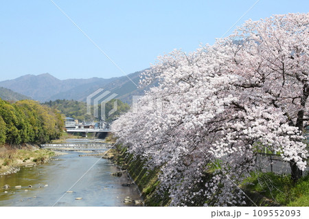 高野川沿いの桜並木 109552093