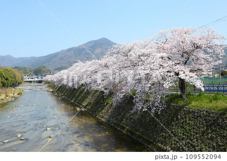 高野川沿いの桜並木と比叡山 109552094
