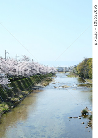 高野川沿いの桜並木 109552095