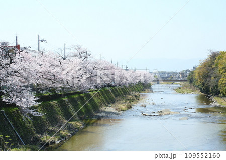 高野川沿いの桜並木 109552160