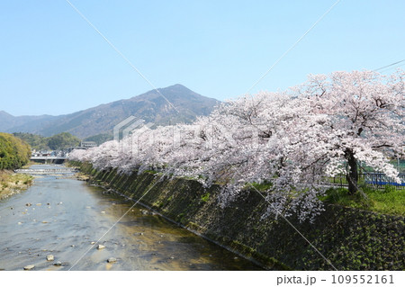 高野川沿いの桜並木と比叡山 高野川沿いの桜並木と比叡山 109552161