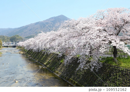 高野川沿いの桜並木と比叡山 109552162