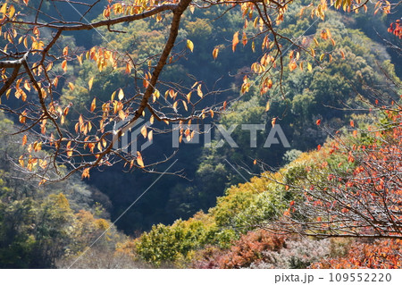 能勢妙見山の紅葉 能勢妙見山の紅葉 109552220