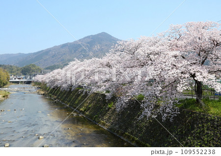 高野川沿いの桜並木と比叡山 109552238
