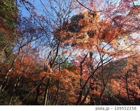 有馬　瑞宝寺公園の紅葉 109552256