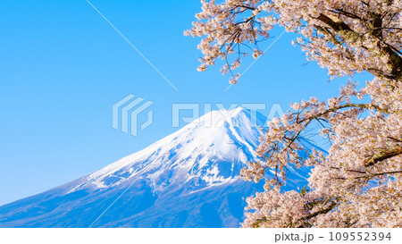 桜と富士山 桜と富士山 109552394