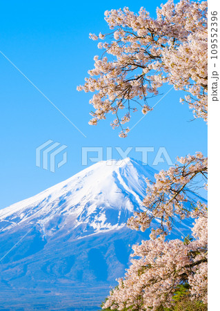 桜と富士山 109552396