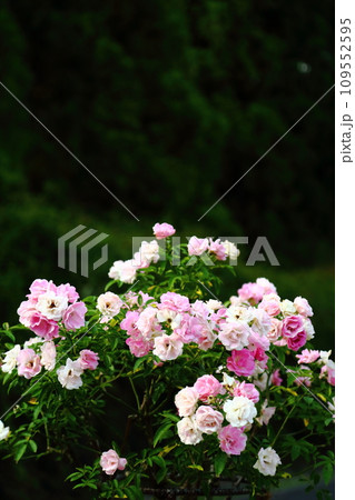 播磨中央公園の秋バラ 播磨中央公園の秋バラ 109552595