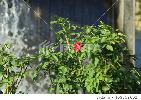 播磨中央公園の秋バラ 播磨中央公園の秋バラ 109552602