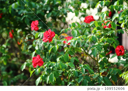 播磨中央公園の秋バラ 109552606