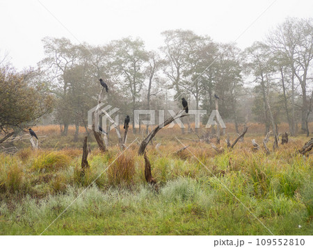 釧路湿原の縄張り争い 109552810