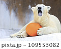 しろくま撮影 109553082