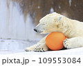しろくま撮影 109553084