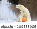 しろくま撮影 109553086