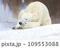 しろくま撮影 109553088