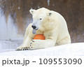 しろくま撮影 109553090